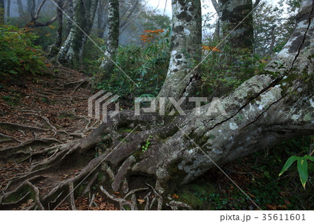 荒島岳より 35611601
