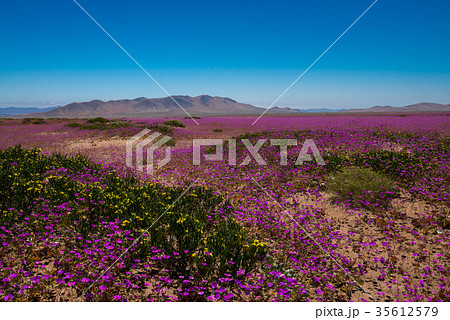 砂漠の花園 35612579