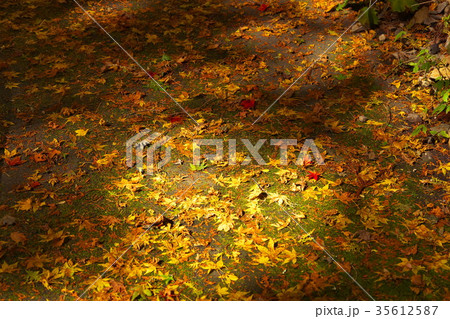 阿弥陀寺　紅葉 35612587
