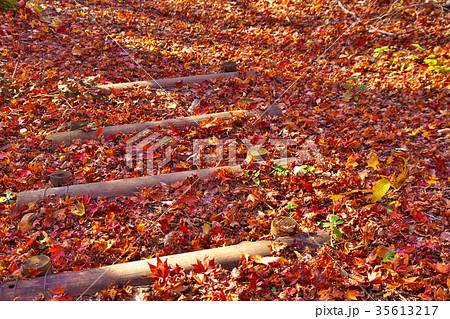 塩嶺御野立公園　紅葉 35613217