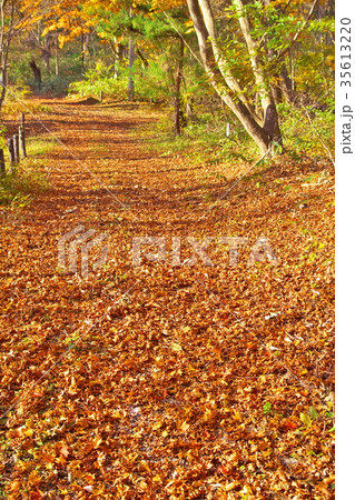 塩嶺御野立公園　紅葉 35613220