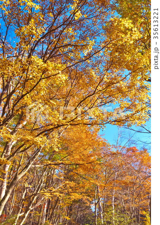 塩嶺御野立公園　紅葉 35613221