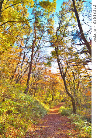 塩嶺御野立公園 紅葉 塩嶺御野立公園 紅葉 35613322
