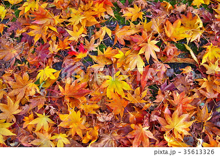 塩嶺御野立公園 紅葉 塩嶺御野立公園 紅葉 35613326