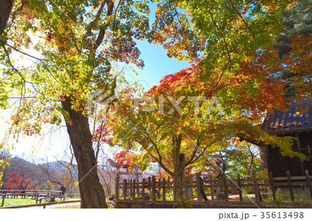 高遠城址公園 紅葉 高遠城址公園 紅葉 35613498