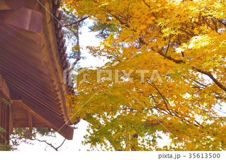 高遠城址公園 紅葉 高遠城址公園 紅葉 35613500