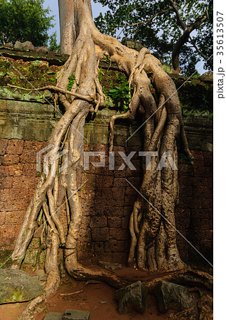 タ・プローム遺跡 35613507