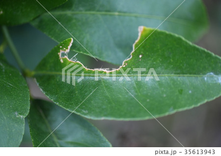 虫食い葉 35613943