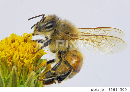 ミツバチ 深度合成 の写真素材