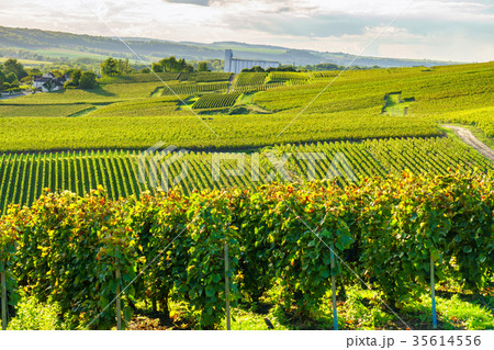 Row vine grape in champagne vineyards Row vine grape in champagne vineyards 35614556