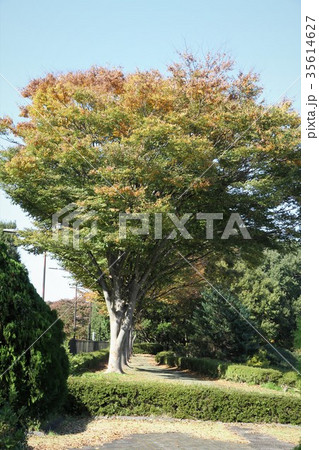 相模原公園 相模原公園 35614627