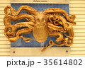 タコの標本 35614802