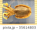 イカの標本 35614803