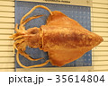 イカの標本 35614804