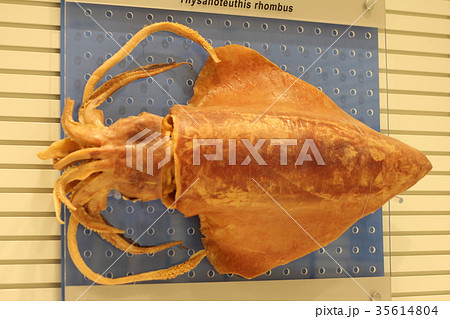イカの標本 35614804