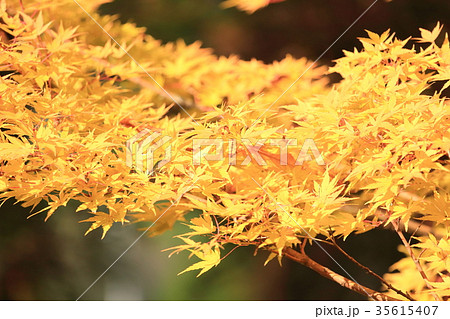 サンゴカク黄葉 35615407