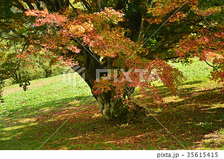 紅葉したオオカエデ 35615415