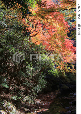 Colorful maple leaf background in autumn,  35615707