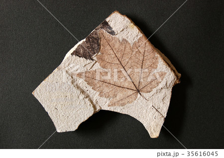 木の葉化石 35616045