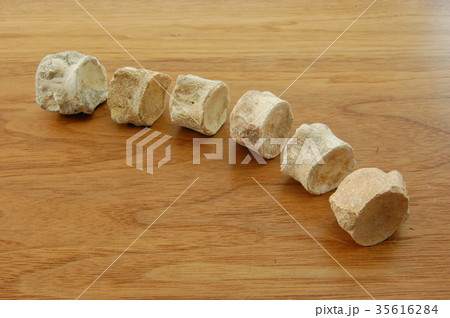 恐竜 化石 骨 恐竜 化石 骨 35616284