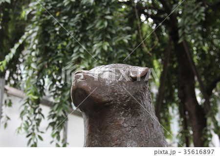 渋谷ハチ公の像 35616897