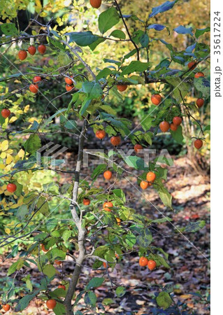 姫柿 姫柿 35617224