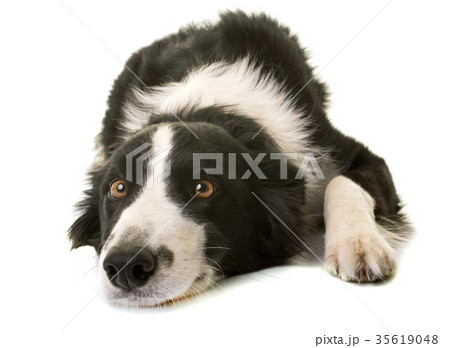 border collie in studio border collie in studio 35619048
