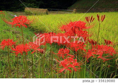 彼岸花と稲穂 彼岸花と稲穂 35619080