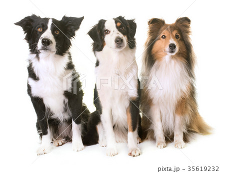 three dogs in studio 35619232