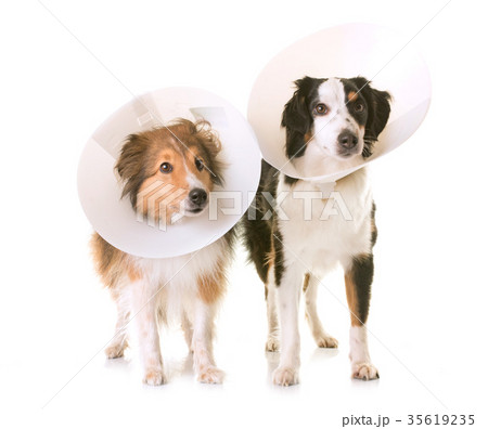two dogs and protective collar two dogs and protective collar 35619235