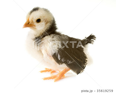 chick serama in studio chick serama in studio 35619259