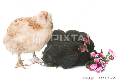 faverolle and pekin chicken 35619372