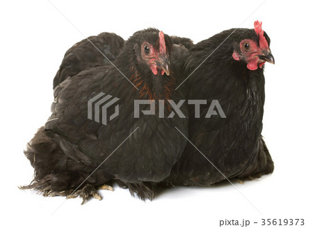 pekin chicken in studio 35619373