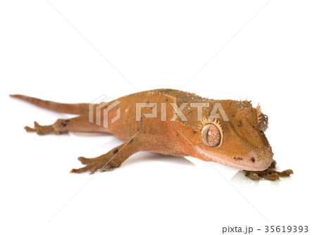 Crested gecko in studio Crested gecko in studio 35619393