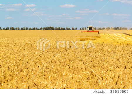 The combine works on Big Field of Ripe Wheat 35619603