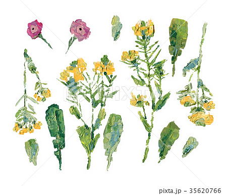 Oil painting of wild flowers: set of stalks with 35620766