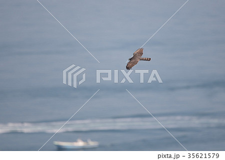 ハイタカ・秋の渡り 35621579