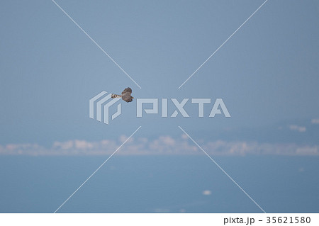 渡って行くハイタカ 35621580