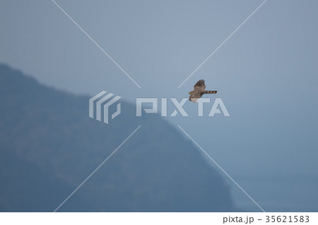 舞うハイタカ 舞うハイタカ 35621583