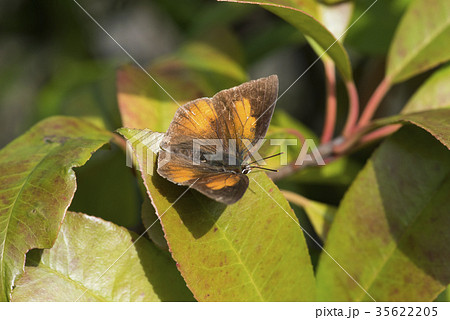 ウラギンシジミ ウラギンシジミ 35622205