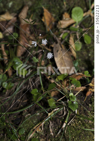 キッコウハグマ 35622213