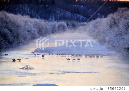 厳寒の丹頂鶴 厳寒の丹頂鶴 35622291