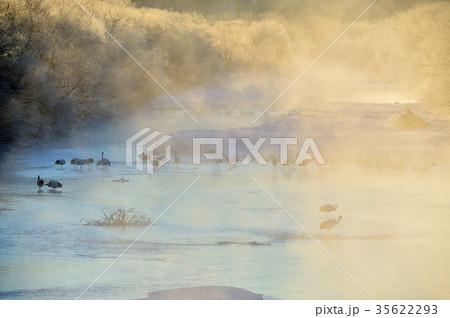 厳寒の丹頂鶴 厳寒の丹頂鶴 35622293