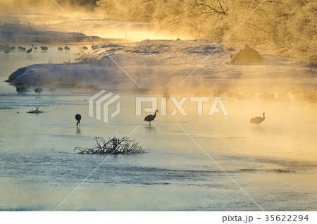 厳寒の丹頂鶴 厳寒の丹頂鶴 35622294