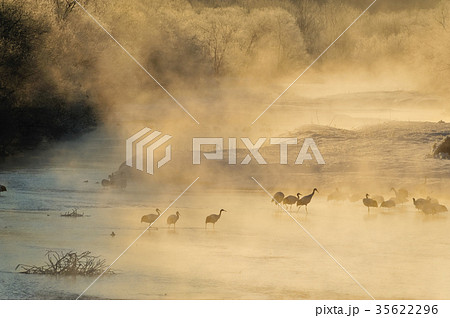 厳寒の丹頂鶴 35622296