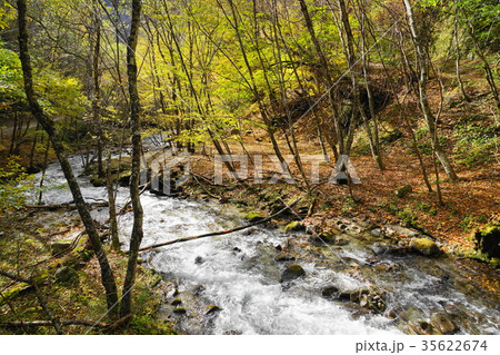 10月 西沢渓谷06落葉と紅葉・黄葉 10月 西沢渓谷06落葉と紅葉・黄葉 35622674