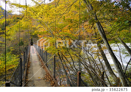 10月　西沢渓谷07二俣吊り橋の紅葉･黄葉 35622675