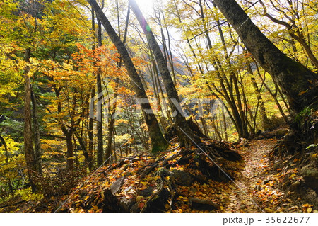 10月　西沢渓谷09落葉と紅葉･黄葉 35622677