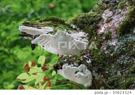 木に生えた苔と菌糸 35623324