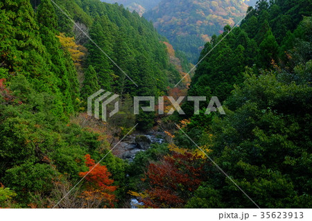 中奥川の秋（奈良県吉野郡川上村） 35623913